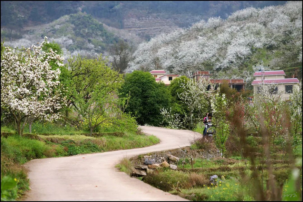 【春天,广西桂林灌阳县向您发出邀请!】我们在灌阳看梨花 - 游山玩水 - 林芝生活社区 - 林芝28生活网 linzhi.28life.com
