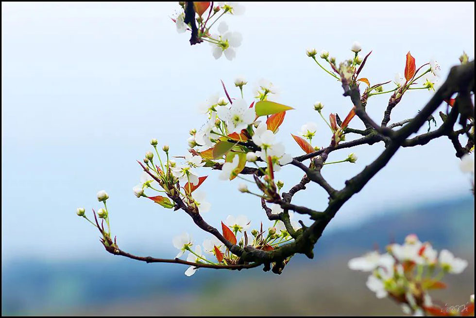 【春天,广西桂林灌阳县向您发出邀请!】我们在灌阳看梨花 - 游山玩水 - 林芝生活社区 - 林芝28生活网 linzhi.28life.com
