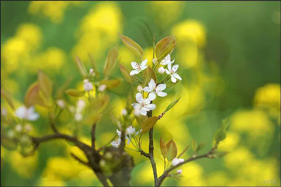 【春天,广西桂林灌阳县向您发出邀请!】我们在灌阳看梨花 - 游山玩水 - 林芝生活社区 - 林芝28生活网 linzhi.28life.com