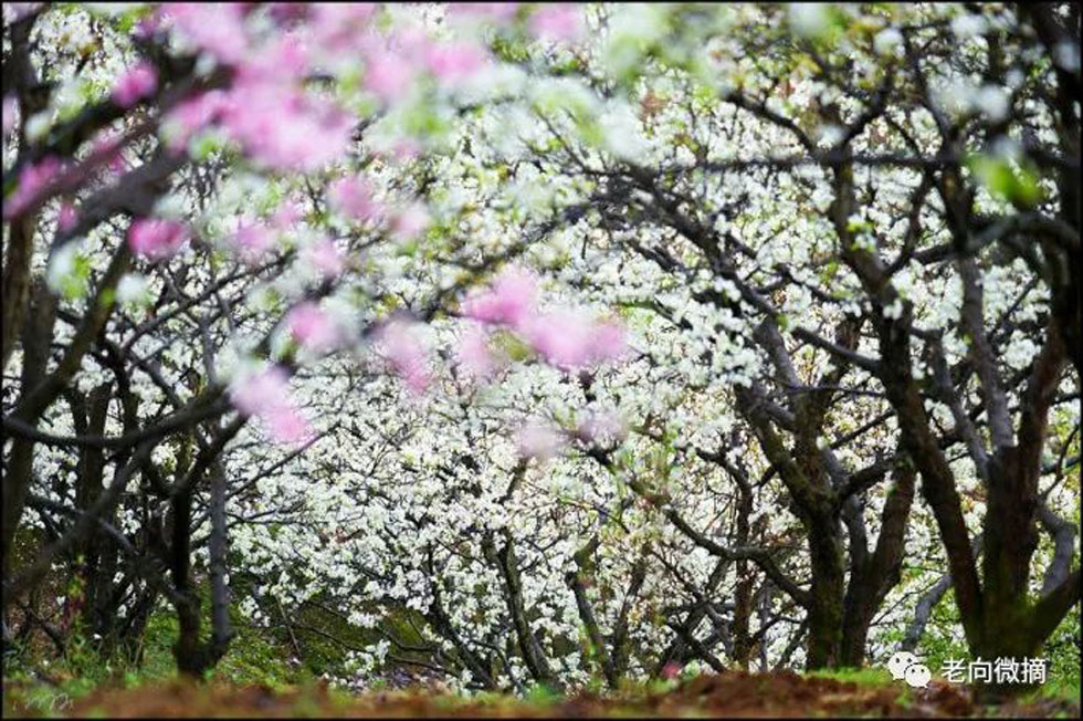 【春天,广西桂林灌阳县向您发出邀请!】我们在灌阳看梨花 - 游山玩水 - 林芝生活社区 - 林芝28生活网 linzhi.28life.com