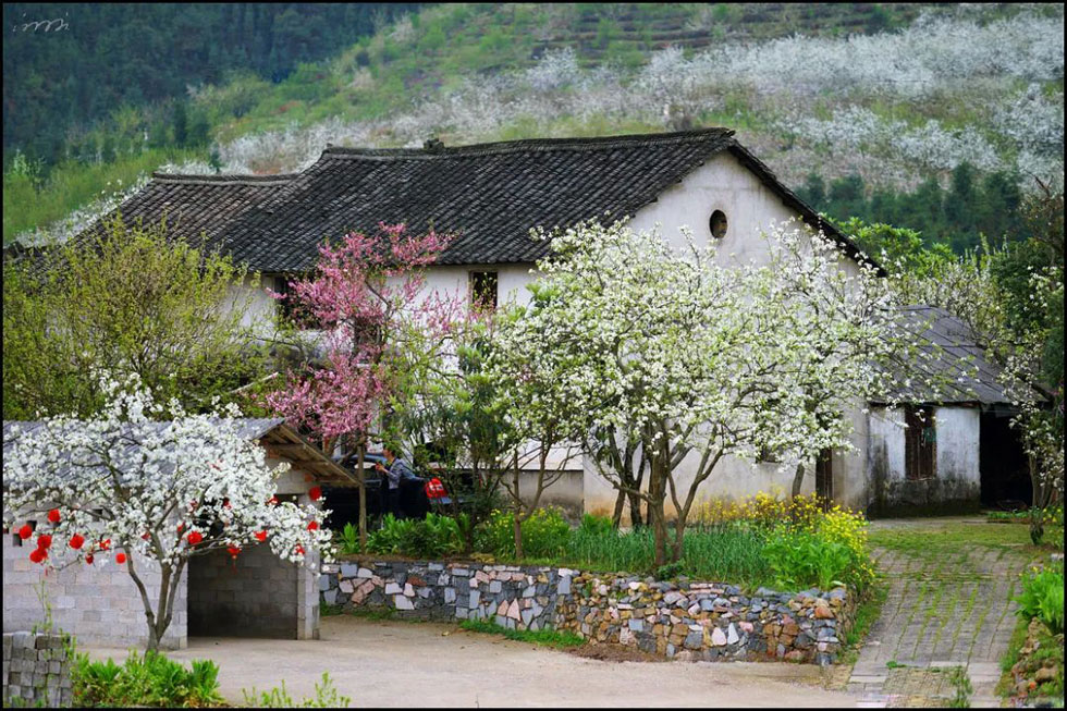 【春天,广西桂林灌阳县向您发出邀请!】我们在灌阳看梨花 - 游山玩水 - 林芝生活社区 - 林芝28生活网 linzhi.28life.com