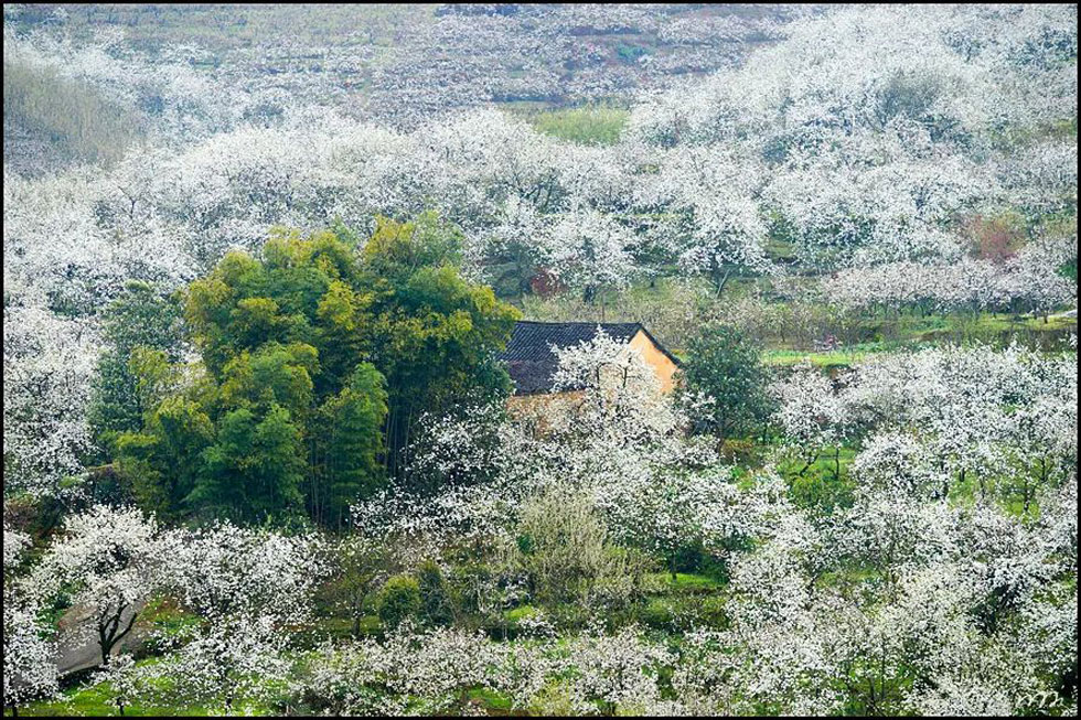 【春天,广西桂林灌阳县向您发出邀请!】我们在灌阳看梨花 - 游山玩水 - 林芝生活社区 - 林芝28生活网 linzhi.28life.com