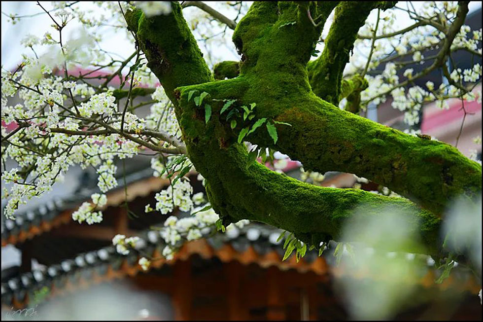 【春天,广西桂林灌阳县向您发出邀请!】我们在灌阳看梨花 - 游山玩水 - 林芝生活社区 - 林芝28生活网 linzhi.28life.com