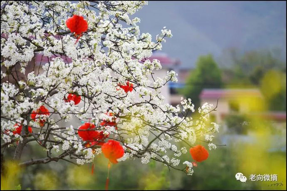 【春天,广西桂林灌阳县向您发出邀请!】我们在灌阳看梨花 - 游山玩水 - 林芝生活社区 - 林芝28生活网 linzhi.28life.com
