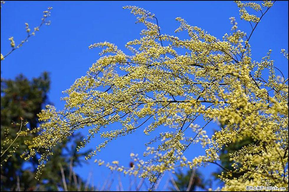 【春天,广西桂林灌阳县向您发出邀请!】米珠山前有片山苍子花在飘香 - 游山玩水 - 林芝生活社区 - 林芝28生活网 linzhi.28life.com