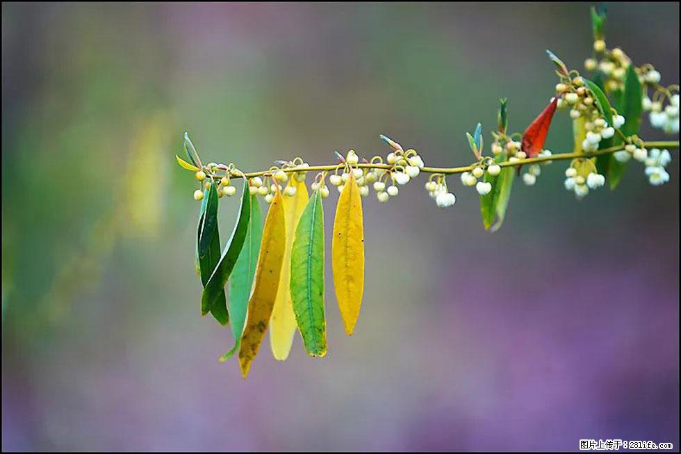 【春天,广西桂林灌阳县向您发出邀请!】米珠山前有片山苍子花在飘香 - 游山玩水 - 林芝生活社区 - 林芝28生活网 linzhi.28life.com