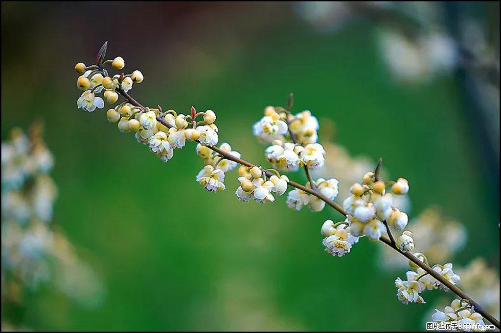 【春天,广西桂林灌阳县向您发出邀请!】米珠山前有片山苍子花在飘香 - 游山玩水 - 林芝生活社区 - 林芝28生活网 linzhi.28life.com