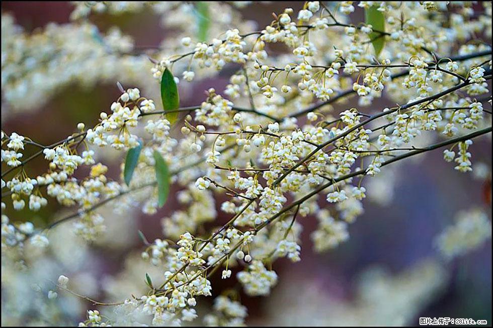 【春天,广西桂林灌阳县向您发出邀请!】米珠山前有片山苍子花在飘香 - 游山玩水 - 林芝生活社区 - 林芝28生活网 linzhi.28life.com