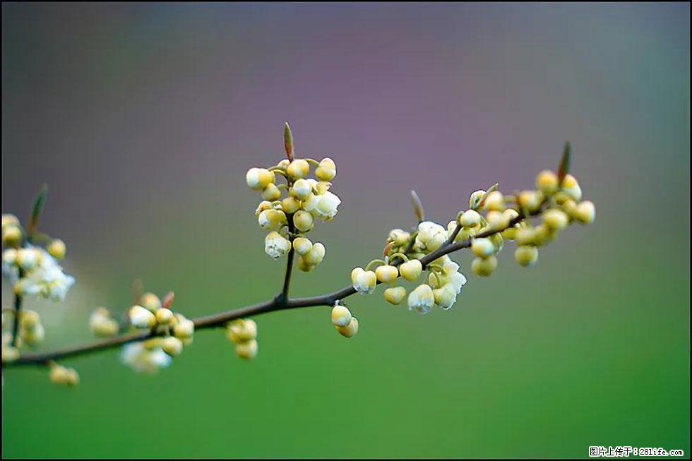 【春天,广西桂林灌阳县向您发出邀请!】米珠山前有片山苍子花在飘香 - 游山玩水 - 林芝生活社区 - 林芝28生活网 linzhi.28life.com