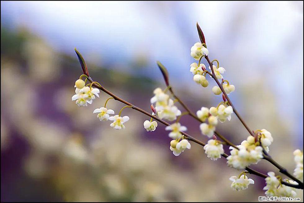 【春天,广西桂林灌阳县向您发出邀请!】米珠山前有片山苍子花在飘香 - 游山玩水 - 林芝生活社区 - 林芝28生活网 linzhi.28life.com