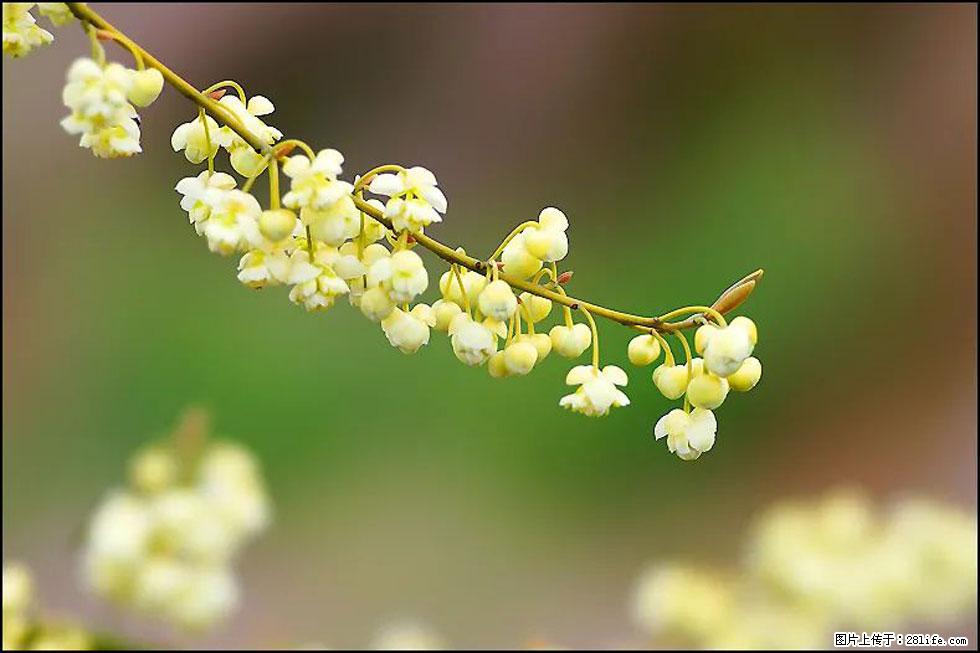 【春天,广西桂林灌阳县向您发出邀请!】米珠山前有片山苍子花在飘香 - 游山玩水 - 林芝生活社区 - 林芝28生活网 linzhi.28life.com