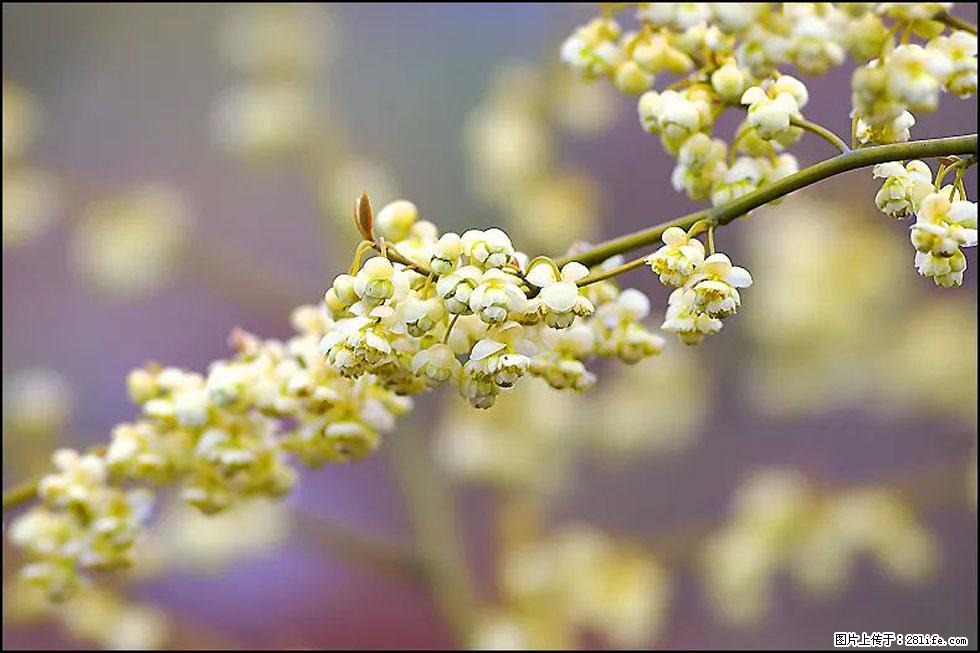 【春天,广西桂林灌阳县向您发出邀请!】米珠山前有片山苍子花在飘香 - 游山玩水 - 林芝生活社区 - 林芝28生活网 linzhi.28life.com