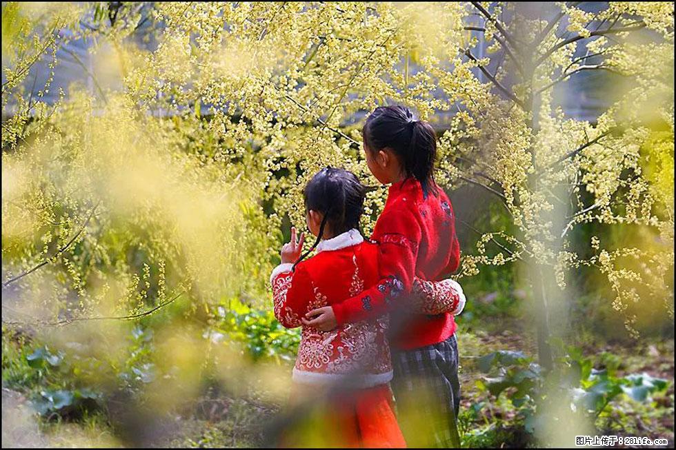 【春天,广西桂林灌阳县向您发出邀请!】米珠山前有片山苍子花在飘香 - 游山玩水 - 林芝生活社区 - 林芝28生活网 linzhi.28life.com