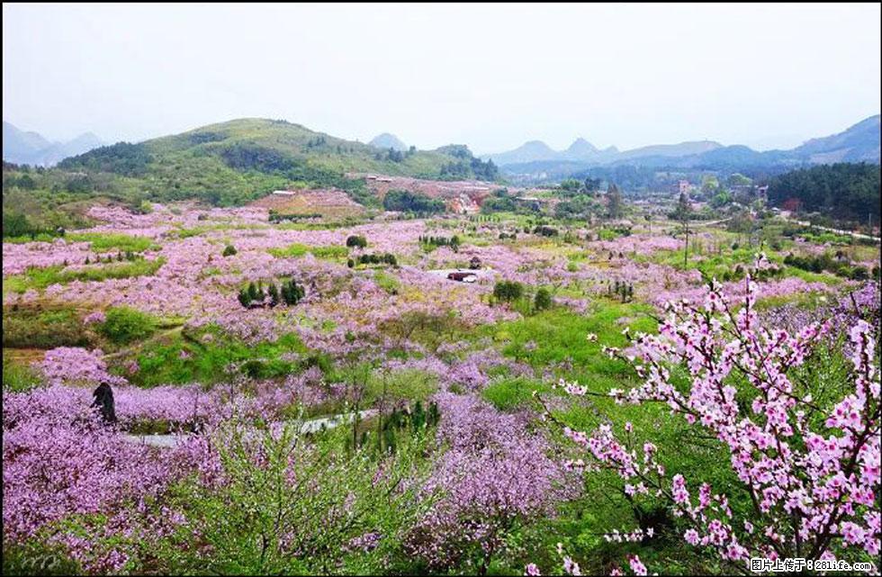 【春天,广西桂林灌阳县向您发出邀请!】官庄村有个醉美的桃花园 - 游山玩水 - 林芝生活社区 - 林芝28生活网 linzhi.28life.com