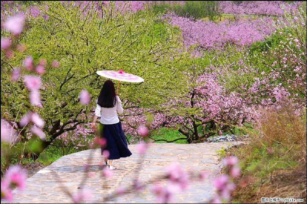 【春天,广西桂林灌阳县向您发出邀请!】官庄村有个醉美的桃花园 - 游山玩水 - 林芝生活社区 - 林芝28生活网 linzhi.28life.com