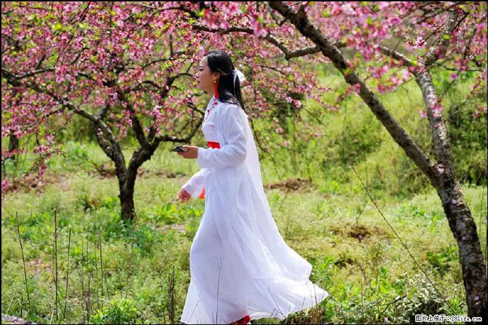 【春天,广西桂林灌阳县向您发出邀请!】官庄村有个醉美的桃花园 - 游山玩水 - 林芝生活社区 - 林芝28生活网 linzhi.28life.com