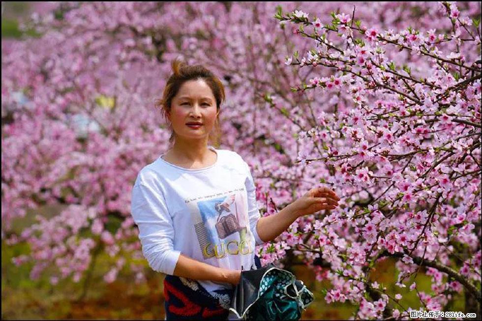 【春天,广西桂林灌阳县向您发出邀请!】官庄村有个醉美的桃花园 - 游山玩水 - 林芝生活社区 - 林芝28生活网 linzhi.28life.com