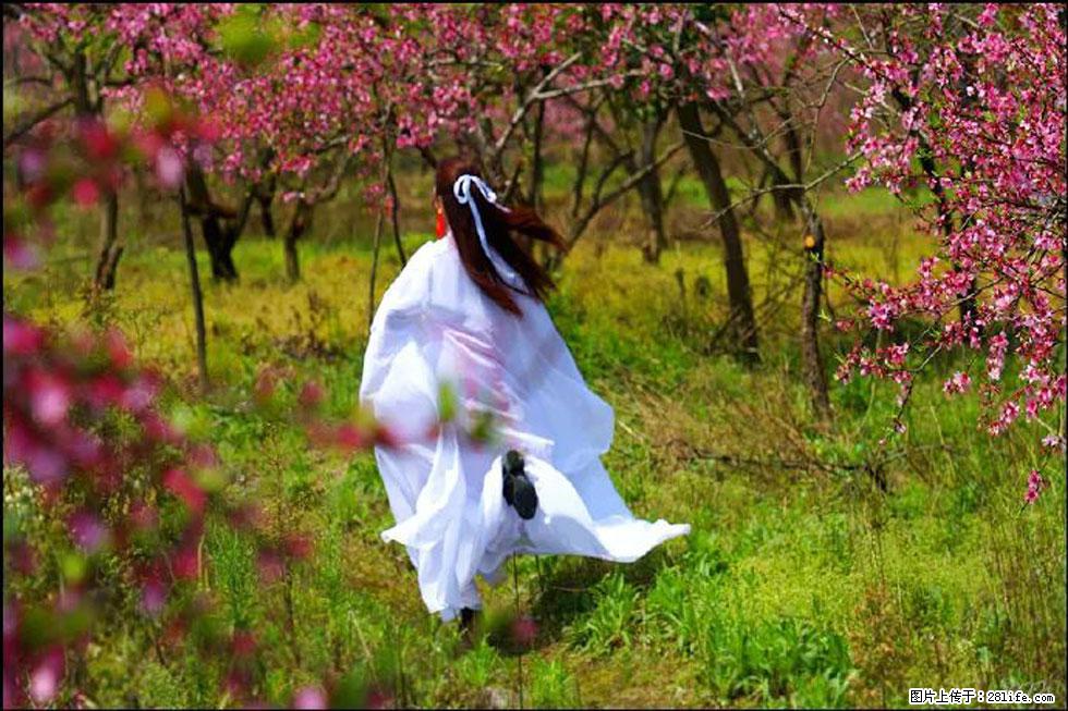 【春天,广西桂林灌阳县向您发出邀请!】官庄村有个醉美的桃花园 - 游山玩水 - 林芝生活社区 - 林芝28生活网 linzhi.28life.com