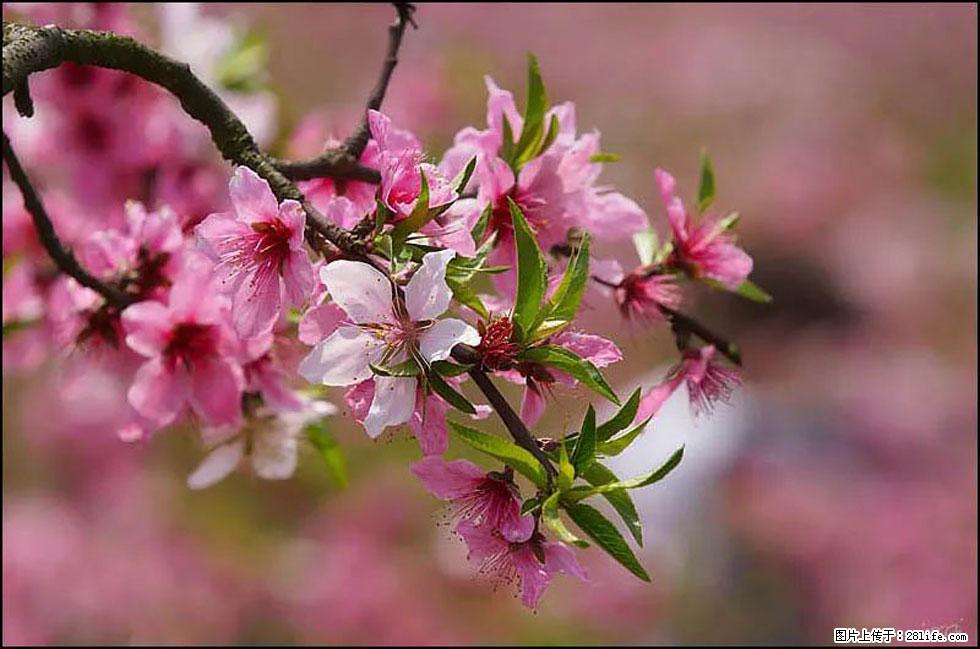 【春天,广西桂林灌阳县向您发出邀请!】官庄村有个醉美的桃花园 - 游山玩水 - 林芝生活社区 - 林芝28生活网 linzhi.28life.com