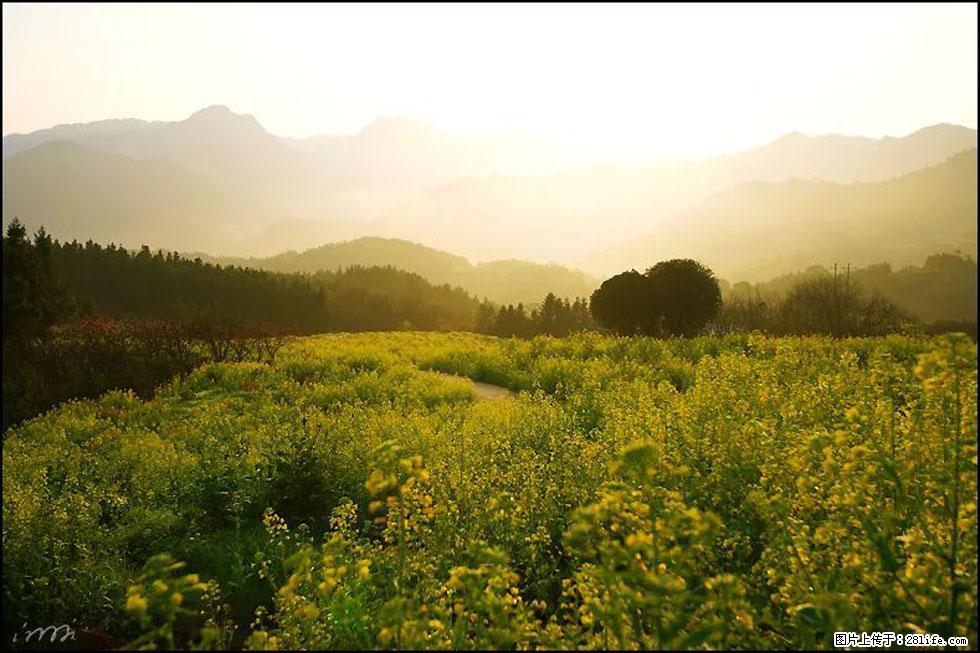 【春天,广西桂林灌阳县向您发出邀请!】长坪村油菜盛情花开 - 游山玩水 - 林芝生活社区 - 林芝28生活网 linzhi.28life.com