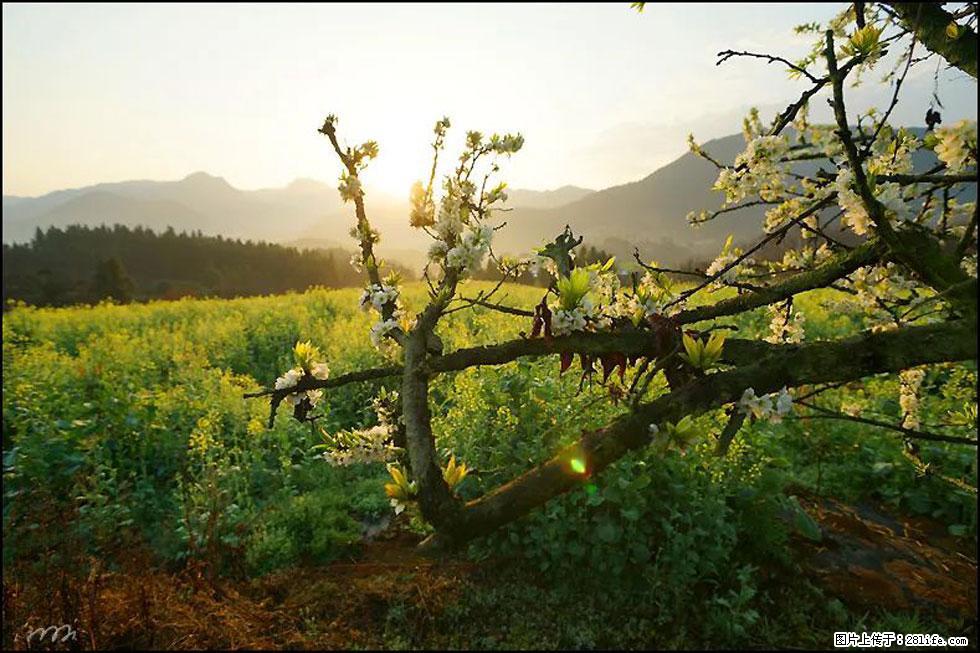 【春天,广西桂林灌阳县向您发出邀请!】长坪村油菜盛情花开 - 游山玩水 - 林芝生活社区 - 林芝28生活网 linzhi.28life.com