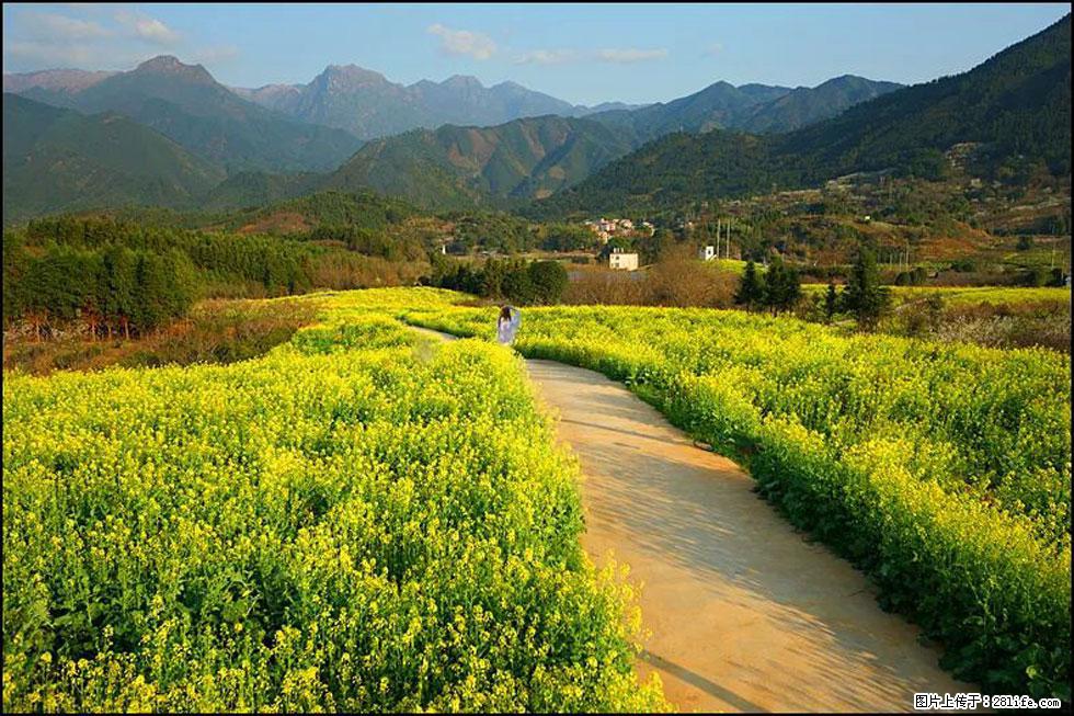 【春天,广西桂林灌阳县向您发出邀请!】长坪村油菜盛情花开 - 游山玩水 - 林芝生活社区 - 林芝28生活网 linzhi.28life.com