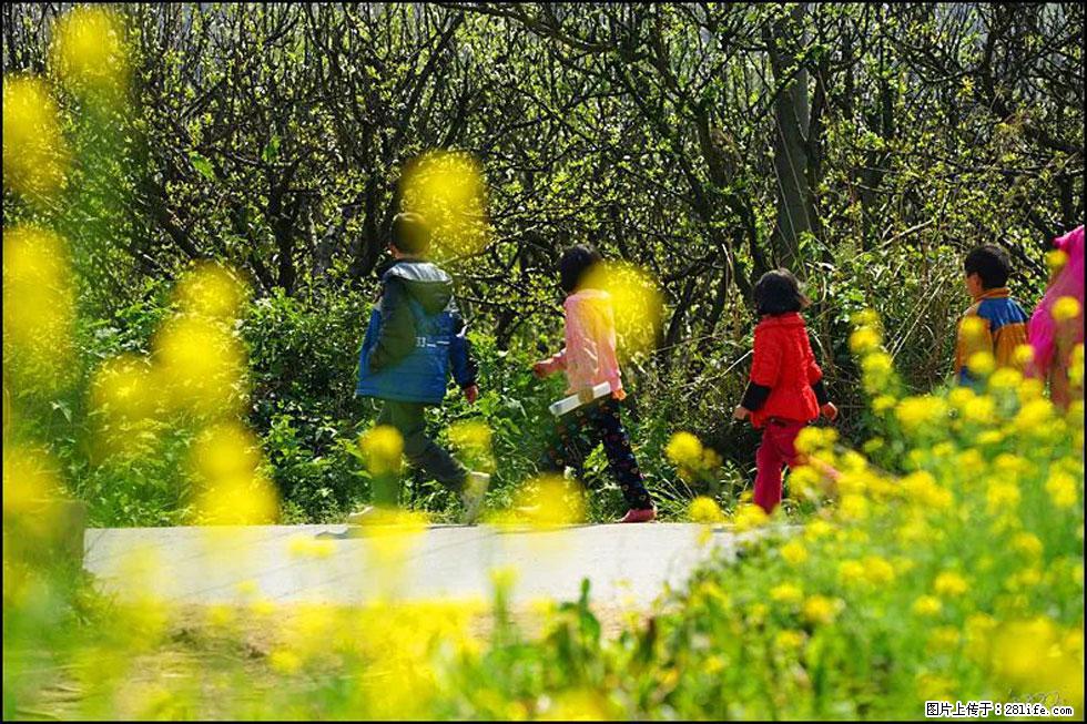 【春天,广西桂林灌阳县向您发出邀请!】长坪村油菜盛情花开 - 游山玩水 - 林芝生活社区 - 林芝28生活网 linzhi.28life.com