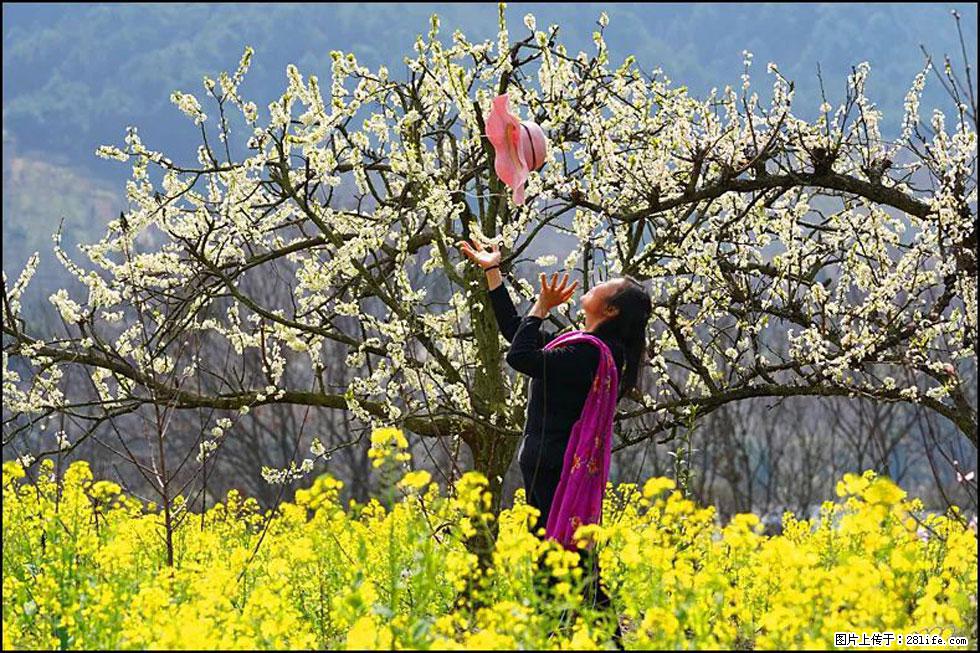 【春天,广西桂林灌阳县向您发出邀请!】长坪村油菜盛情花开 - 游山玩水 - 林芝生活社区 - 林芝28生活网 linzhi.28life.com
