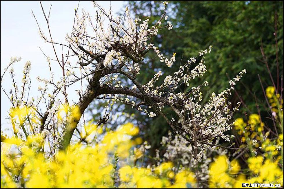 【春天,广西桂林灌阳县向您发出邀请!】长坪村油菜盛情花开 - 游山玩水 - 林芝生活社区 - 林芝28生活网 linzhi.28life.com