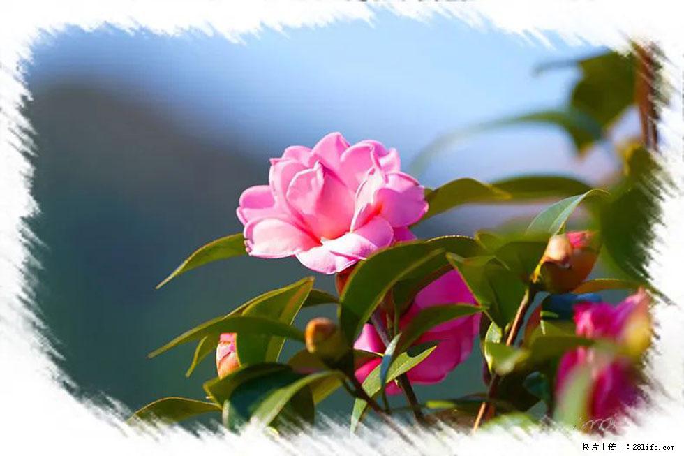 【春天,广西桂林灌阳县向您发出邀请!】杨柳井茶花惹人爱 - 游山玩水 - 林芝生活社区 - 林芝28生活网 linzhi.28life.com