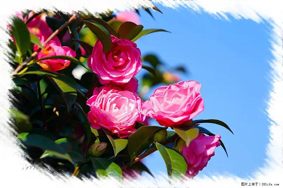 【春天,广西桂林灌阳县向您发出邀请!】杨柳井茶花惹人爱 - 游山玩水 - 林芝生活社区 - 林芝28生活网 linzhi.28life.com