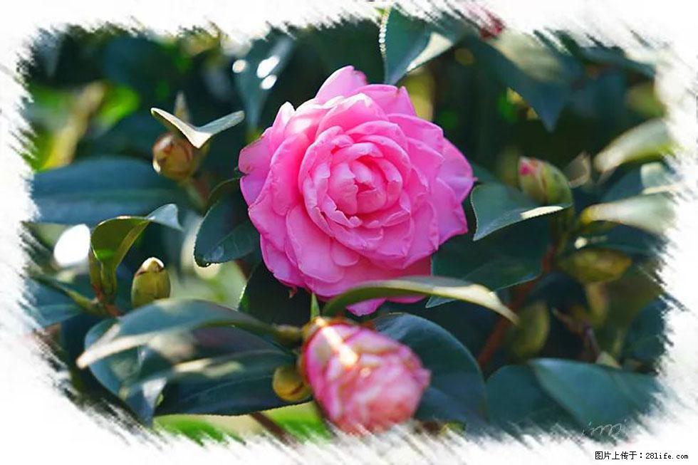 【春天,广西桂林灌阳县向您发出邀请!】杨柳井茶花惹人爱 - 游山玩水 - 林芝生活社区 - 林芝28生活网 linzhi.28life.com