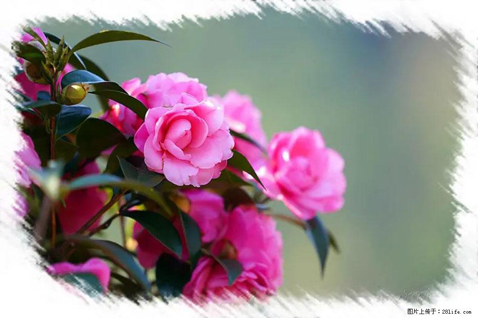 【春天,广西桂林灌阳县向您发出邀请!】杨柳井茶花惹人爱 - 游山玩水 - 林芝生活社区 - 林芝28生活网 linzhi.28life.com