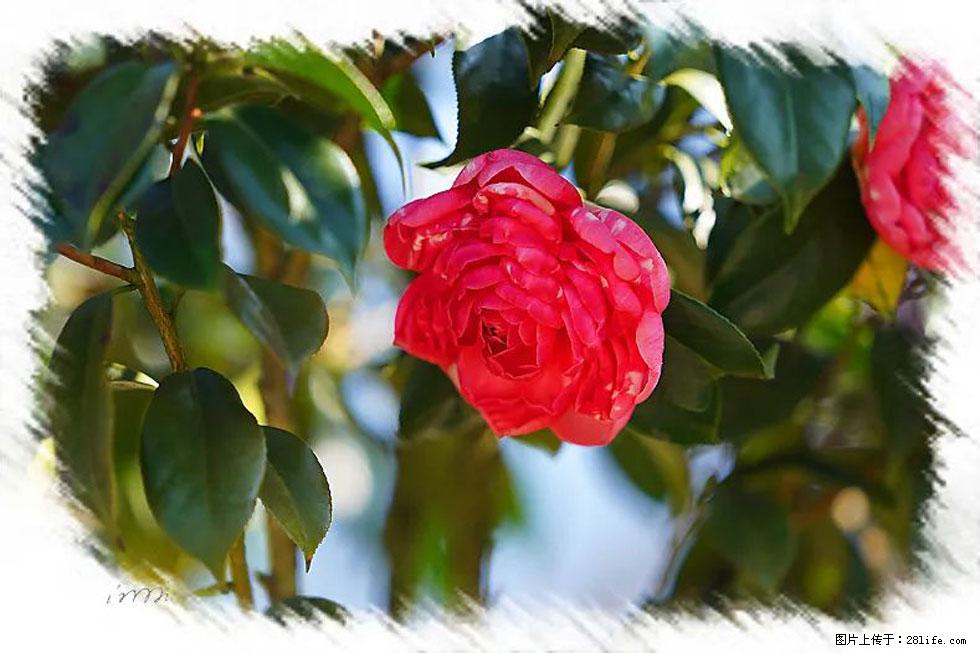 【春天,广西桂林灌阳县向您发出邀请!】杨柳井茶花惹人爱 - 游山玩水 - 林芝生活社区 - 林芝28生活网 linzhi.28life.com