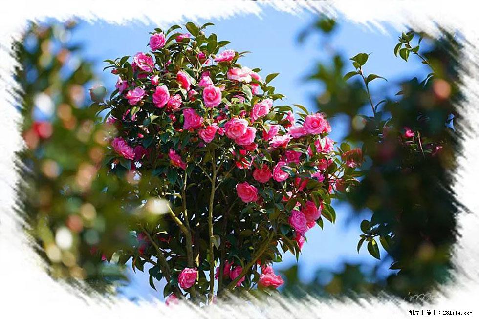 【春天,广西桂林灌阳县向您发出邀请!】杨柳井茶花惹人爱 - 游山玩水 - 林芝生活社区 - 林芝28生活网 linzhi.28life.com