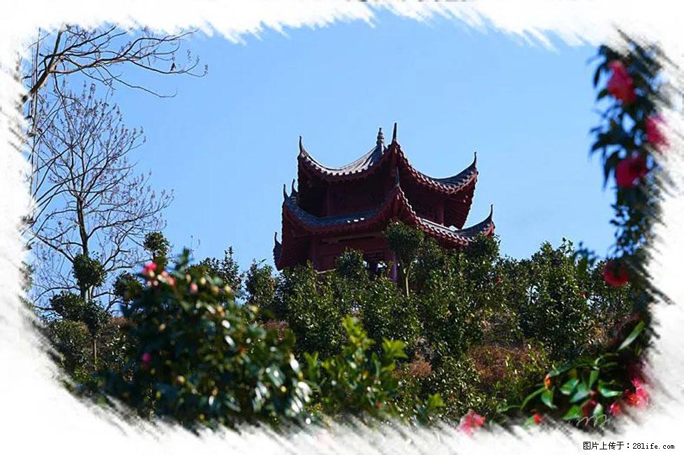 【春天,广西桂林灌阳县向您发出邀请!】杨柳井茶花惹人爱 - 游山玩水 - 林芝生活社区 - 林芝28生活网 linzhi.28life.com