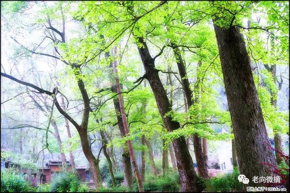 【春天,广西桂林灌阳县向您发出邀请!】在小龙村与春天约会 - 游山玩水 - 林芝生活社区 - 林芝28生活网 linzhi.28life.com