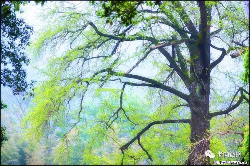 【春天,广西桂林灌阳县向您发出邀请!】在小龙村与春天约会 - 游山玩水 - 林芝生活社区 - 林芝28生活网 linzhi.28life.com