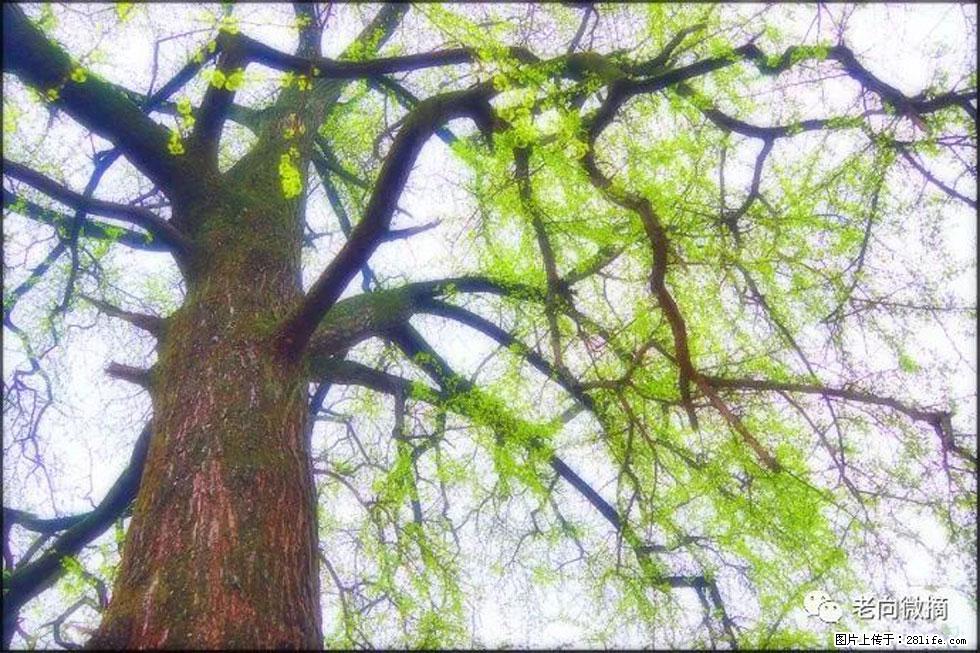 【春天,广西桂林灌阳县向您发出邀请!】在小龙村与春天约会 - 游山玩水 - 林芝生活社区 - 林芝28生活网 linzhi.28life.com