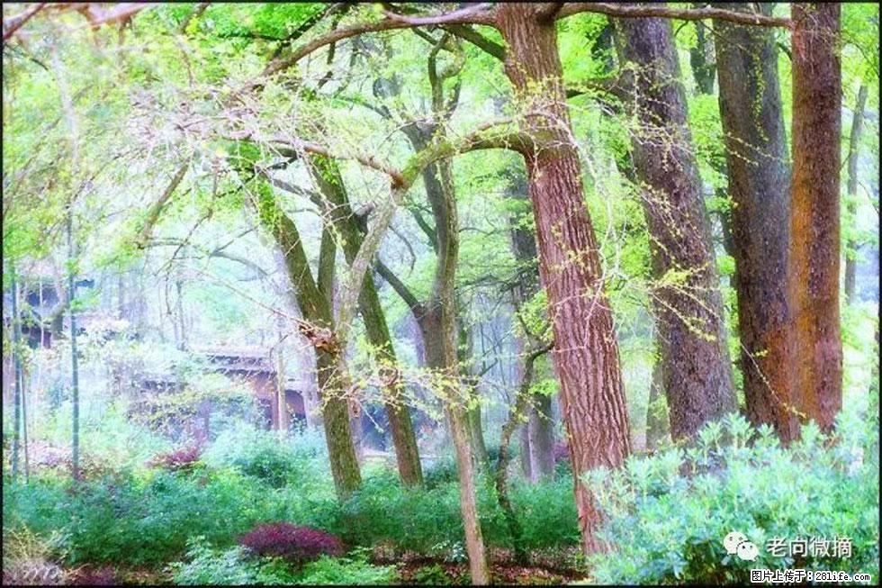 【春天,广西桂林灌阳县向您发出邀请!】在小龙村与春天约会 - 游山玩水 - 林芝生活社区 - 林芝28生活网 linzhi.28life.com