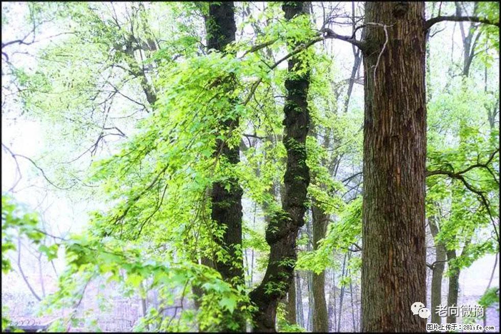 【春天,广西桂林灌阳县向您发出邀请!】在小龙村与春天约会 - 游山玩水 - 林芝生活社区 - 林芝28生活网 linzhi.28life.com