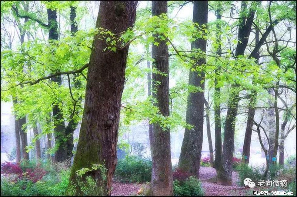 【春天,广西桂林灌阳县向您发出邀请!】在小龙村与春天约会 - 游山玩水 - 林芝生活社区 - 林芝28生活网 linzhi.28life.com