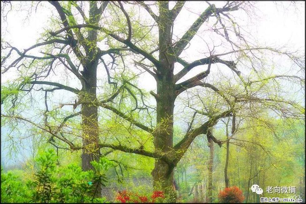 【春天,广西桂林灌阳县向您发出邀请!】在小龙村与春天约会 - 游山玩水 - 林芝生活社区 - 林芝28生活网 linzhi.28life.com