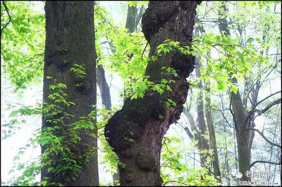 【春天,广西桂林灌阳县向您发出邀请!】在小龙村与春天约会 - 游山玩水 - 林芝生活社区 - 林芝28生活网 linzhi.28life.com