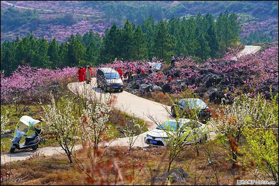 【春天,广西桂林灌阳县向您发出邀请!】望月岭上桃花开 - 游山玩水 - 林芝生活社区 - 林芝28生活网 linzhi.28life.com