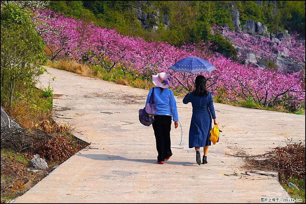 【春天,广西桂林灌阳县向您发出邀请!】望月岭上桃花开 - 游山玩水 - 林芝生活社区 - 林芝28生活网 linzhi.28life.com