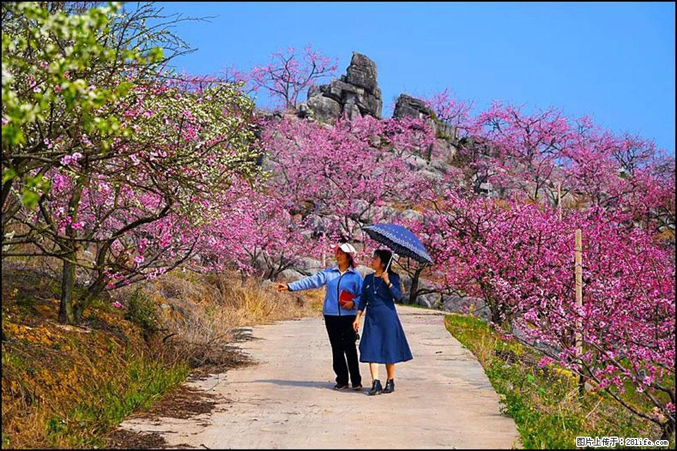 【春天,广西桂林灌阳县向您发出邀请!】望月岭上桃花开 - 游山玩水 - 林芝生活社区 - 林芝28生活网 linzhi.28life.com