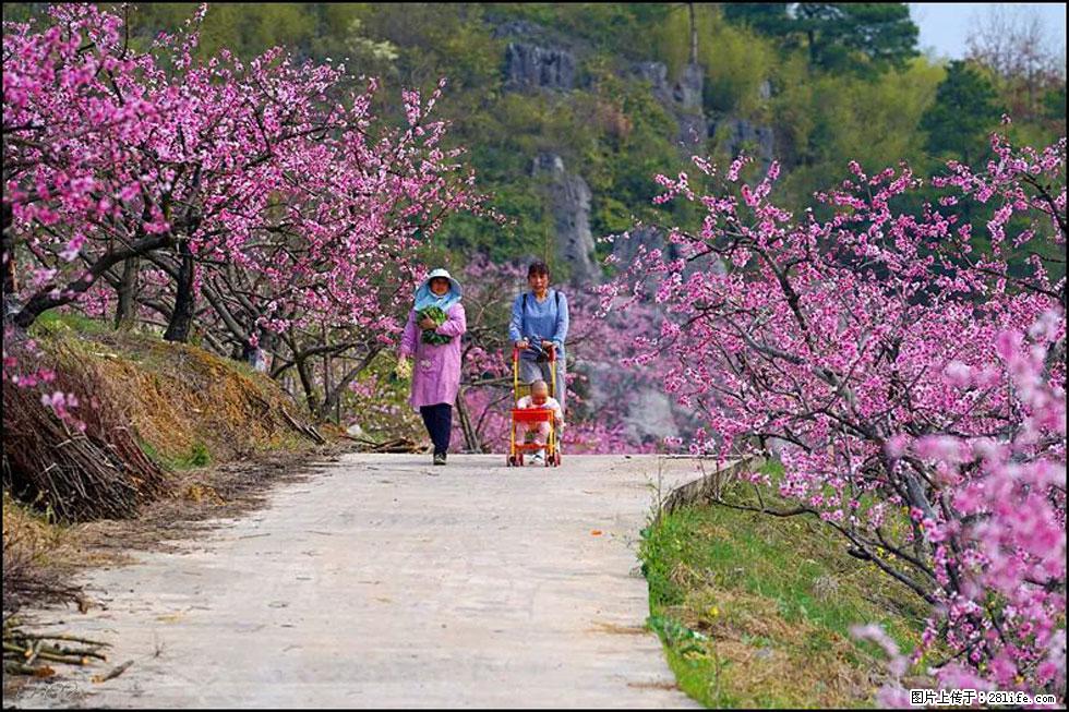【春天,广西桂林灌阳县向您发出邀请!】望月岭上桃花开 - 游山玩水 - 林芝生活社区 - 林芝28生活网 linzhi.28life.com