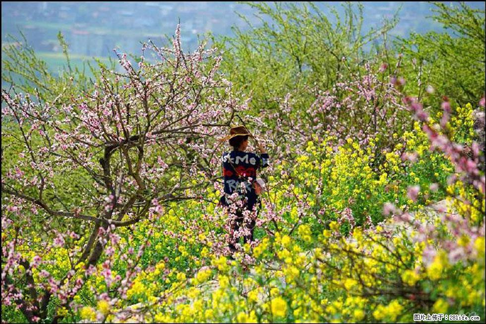 【春天,广西桂林灌阳县向您发出邀请!】望月岭上桃花开 - 游山玩水 - 林芝生活社区 - 林芝28生活网 linzhi.28life.com