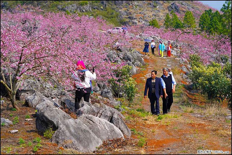 【春天,广西桂林灌阳县向您发出邀请!】望月岭上桃花开 - 游山玩水 - 林芝生活社区 - 林芝28生活网 linzhi.28life.com